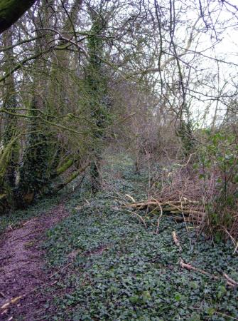 Site 154 Inside the Mineral Line looking towards Swithland Lane. January 2007