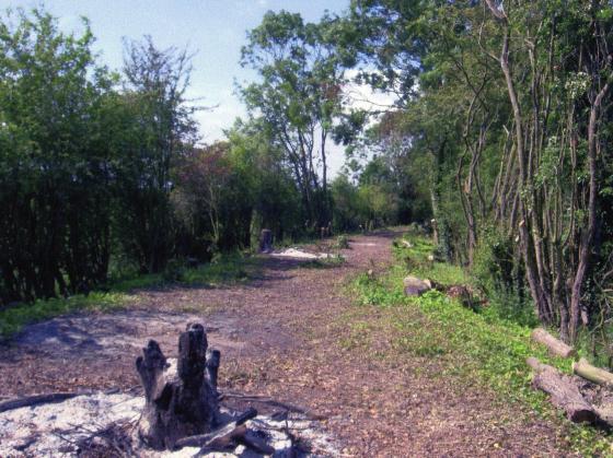 Site 154 More clearance of the Mineral Line. June 2008