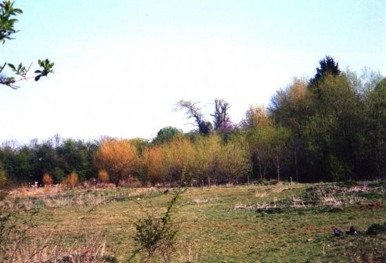 Site 156. Brickpit Pond 11 behind the willows. April 2003