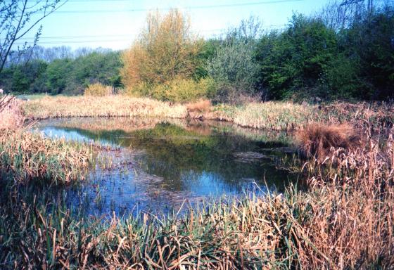 Site 156 Brickpit Pond 11. April 2003