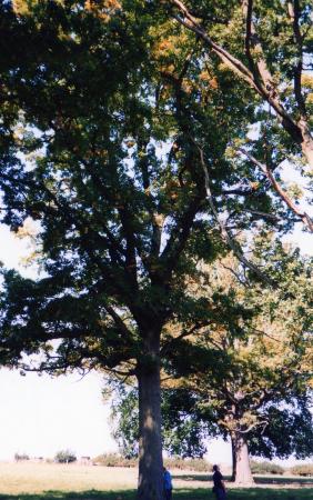 Site 160 Tree 177 centre and Tree 180 to the right. September 2003