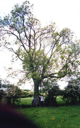 Site 169 Ancient Ash Tree 153 with a girth of 3.1m at SK586135. May 2003