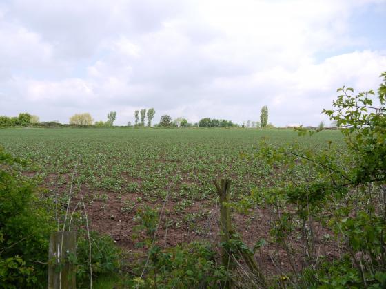 Looking from the boundary of Site 168 Willow Field towards new building to the right at the rear by Hilltop. May 2013