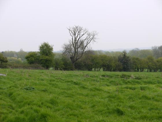 As are the days for this Ancient Ash in the Enclosed Field hedgerow. April 2015

This field is lost to a housing development in 2015.