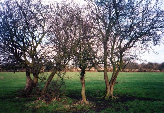 Site 171 Lane Field 1. February 2003