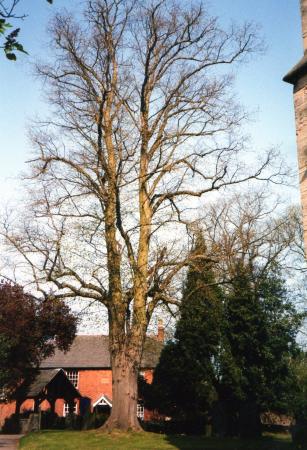 Site 173 Ancient Lime Tree 216 with a girth of 3.2m. Looking to the Lytch Gate and School Street. April 2003