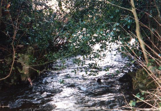 Site 174 Weir (16) in Water (14) looking towards Rothley Brook (11). February 2004