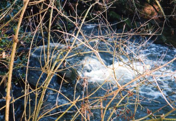 Site 174 Weir (16) flowing from Rothley Brook (2) February 2004