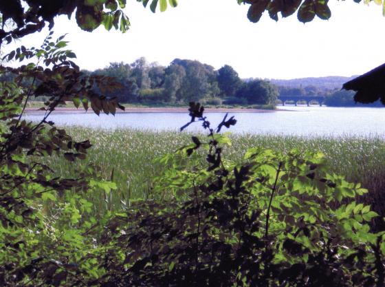 Site 251 Swithland Reservoir. Rothley Plain extends into this corner of the reservoir. July 2006