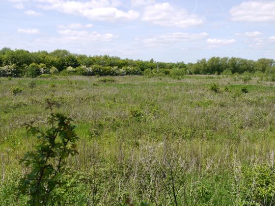 By-pass behind the trees over the meadow. June 2013