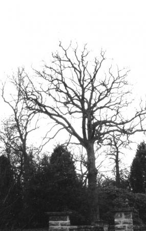 Site 178 Ancient Oak Tree 227 with a girth of 3.8m at SK56731191. January 2004