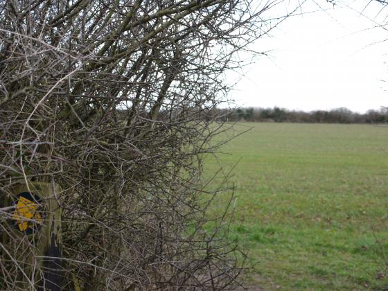 Looking into Stocking from the Public Footpath as it emerges from Site 183 North Stocking. February 2015