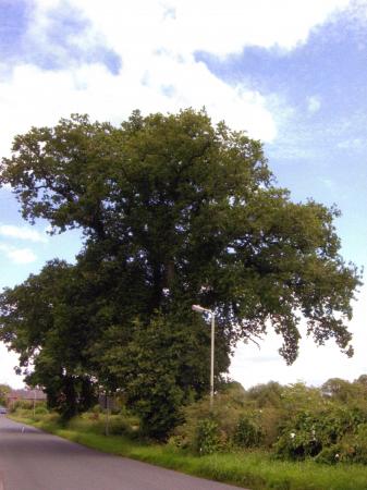 Site 183 Ancient Oak Tree 584 with a girth of 3.9m at SK57541349. July 2007