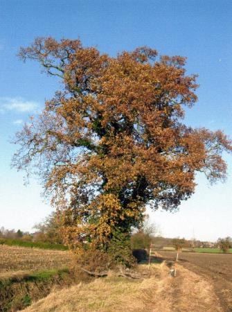 Site 183 Ancient Oak Tree 361 with a girth of 4.0m at SK57471309 on the Rothley Ancient Parish Boundary. December 2007