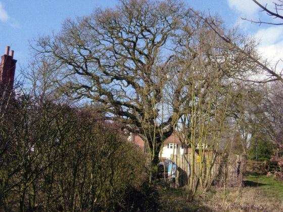 Oak Tree 571 with a girth of 3.6m at Site 262 Reynold's Pasture access drive. March 2007