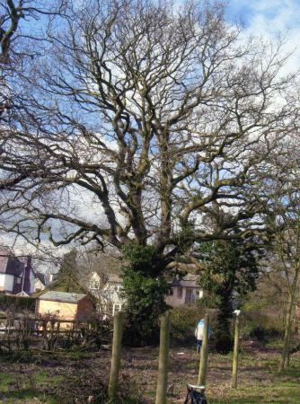 Oak Tree 573 with a girth of 4.0m at Site 262 Reynold's Pasture on the approach drive. March 2007