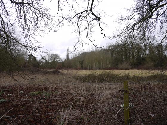 Lawn Bottom from Westfield Lane. Riding Spinney to the right. February 2015