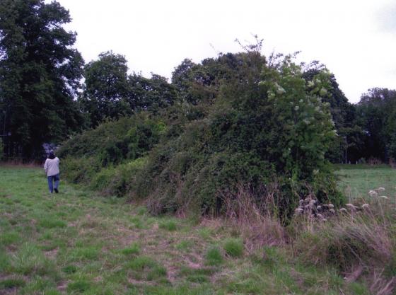 Site 191 Looking to Homefield Lane. Vegetation in the centre is part of the curve of the marshy dip. August 2006