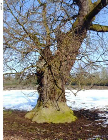 Trunk of Oak Tree 618 Site 266 Lawn Field. February 2009