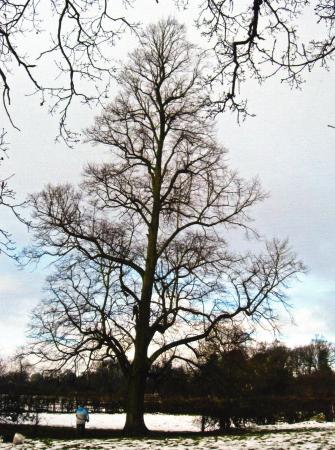 Lime Tree 619 with a girth of 3.3m Site 266 Lawn Field. February 2009