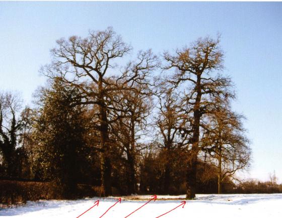 Trees (l to r) Oak Tree 624 with a girth of 4.1m, Oak Tree 625 with a girth of 3.8m, Oak ree 623 with a girth of 3.0m and Oak Tree 622 with a girth of 3.2m. Site 266 Lawn Field. February 2009