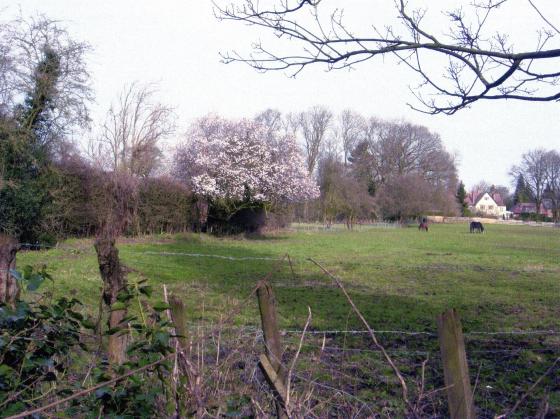 Site 268 West Sand Pit Field from Westfield Lane looking to The Ridgeway. March 2007