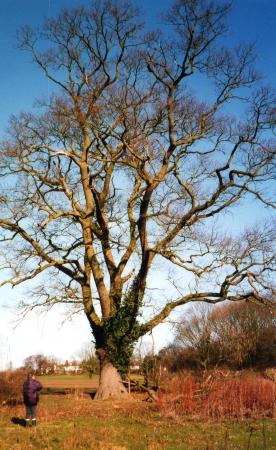 Site 194 Ancient Oak Tree 229 with a girth of 4.3m at SK56921179. February 2004