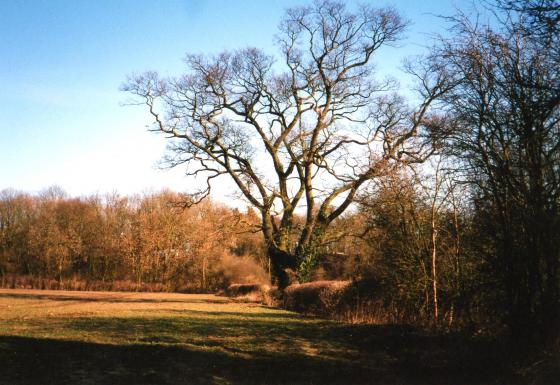 Looking to Site 194 over the hedge to the right with Ancient Tree 229. Site 179 West Brown Hill to the left. February 2004