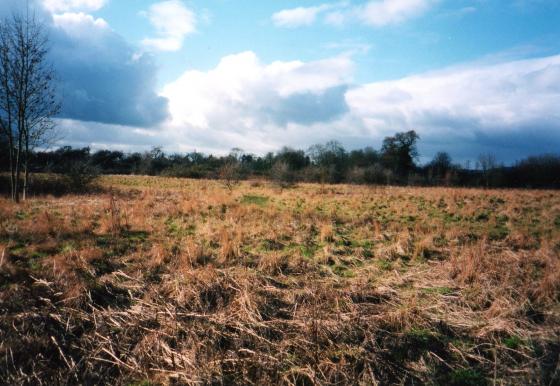 Site 195 Breach Hedge Meadow. February 2004