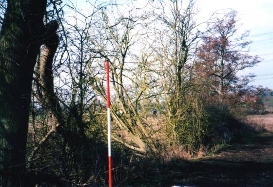 Site 198 The Ancient Parish Boundary with trunk of Tree 231 to the left and Tree 230 to the right. March 2004