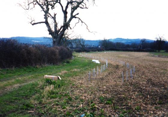 Site 201 Trees planted on 4th/5th March 2004 which will be known as Bill's Wood. 6th March 2004