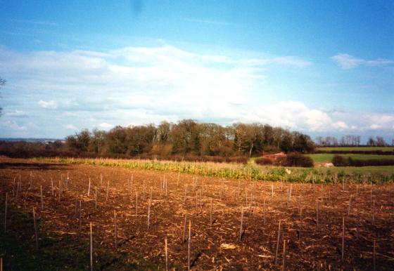 Site 201 Hill Close with newly planted Bill's Wood. Looking to Bridle Road Spinney. March 2004