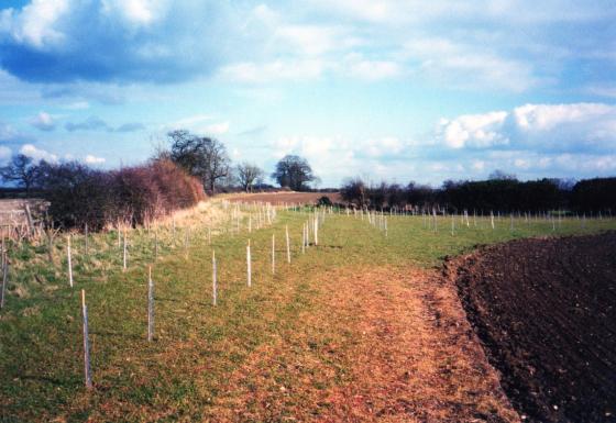 Site 201 over the hedgerow to the left. Newly planted Bill's Wood in Thurcaston Parish. March 2004