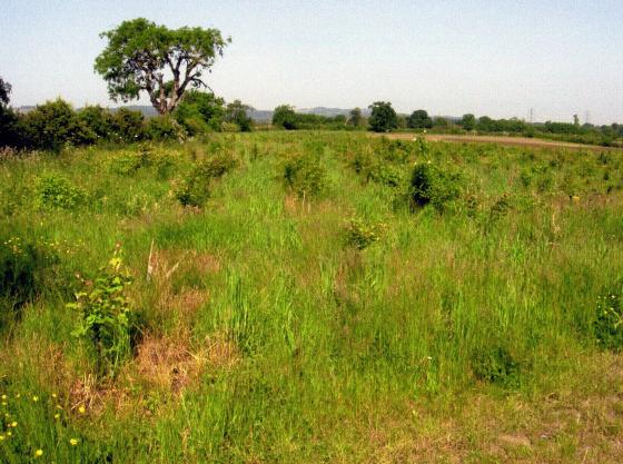 Site 201 Hill Close with Bill's Wood. June 2006