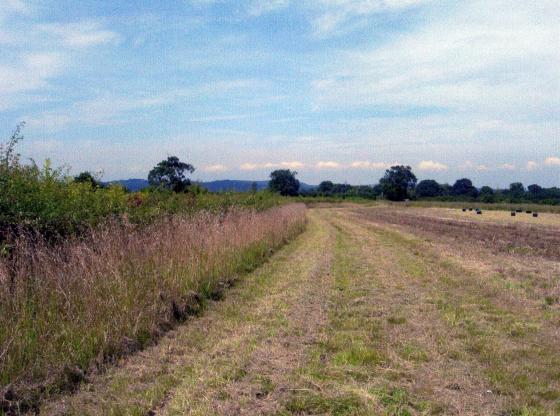 Site 201 Hill Close with Bill's Wood. August 2007