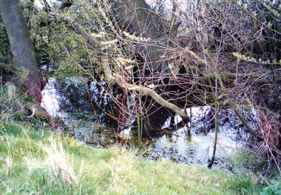 Site 201 Pond 25 Hill Close Pond at SK58981101. April 2004