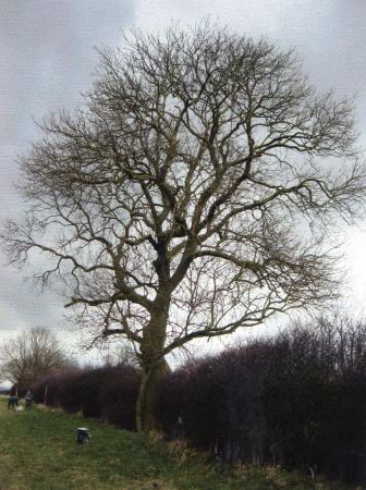 Site 202 Ancient Parish Boundary Ash Tree 520 with a girth of 3.1m at SK58191106. March 2005