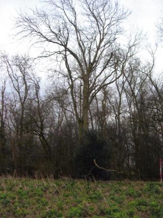 Site 203 Ancient Parish Boundary Ash Tree 528 with a girth of 1.9m at SK58321131. March 2005