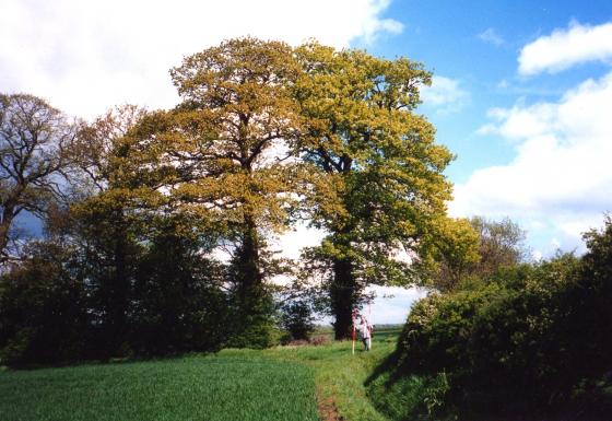 Site 204. Thurcaston Parish in the foreground, Rothley Parish in the background and Wanlip Parish to the right of the boundary hedge. Trees 249-252. May 2004