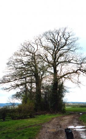 Site 204 from Wanlip Parish. Trees 249 and 250 at the front. March 2004