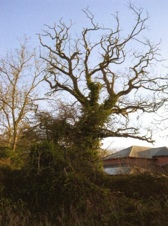 Ash Tree 598 with a girth of 4.1m in Site 270 Hickling's Spinney. January 2008