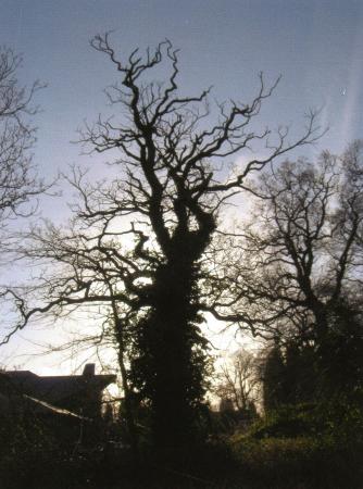 Oak Tree 599 with a girth of 3m at Site 270 Hickling's Spinney. January 2008