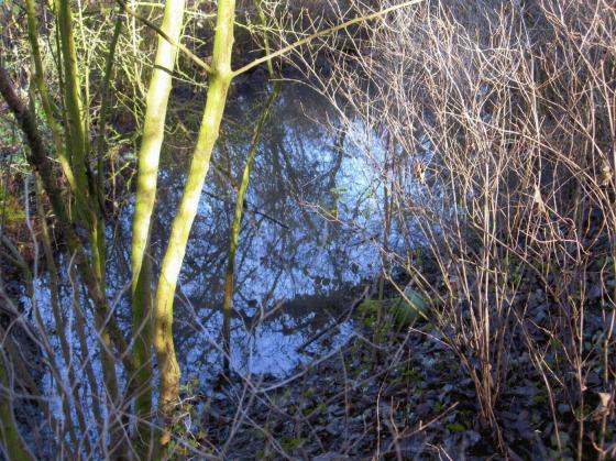 Ancient Pond 45 Hickling's Pond in Site 270 Hickling's Spinney. January 2008