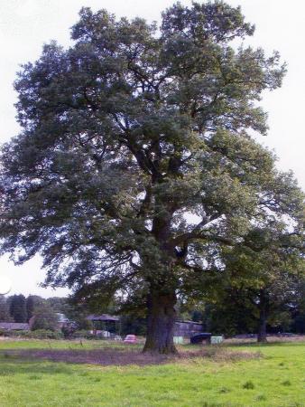 Site 207 Tree 262. July 2004