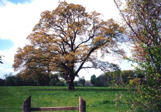 Site 207 Tree 268 May 2002