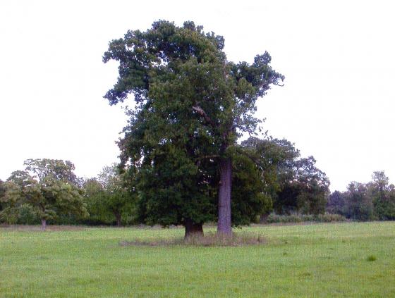 Site 207 Tree 279 (left) and Tree 278 (right). July 2004