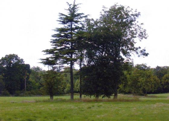 Site 207 (left to right) Tree 289, Tree 290, Tree 292, Tree 293, Tree 291 July 2004