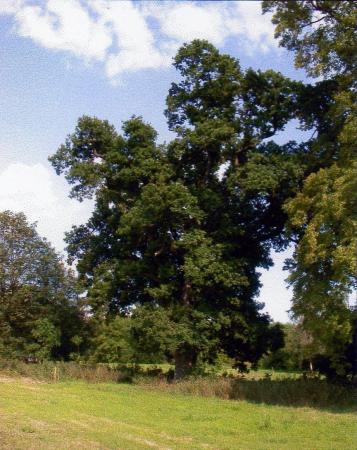 Site 209 Tree 300. July 2004