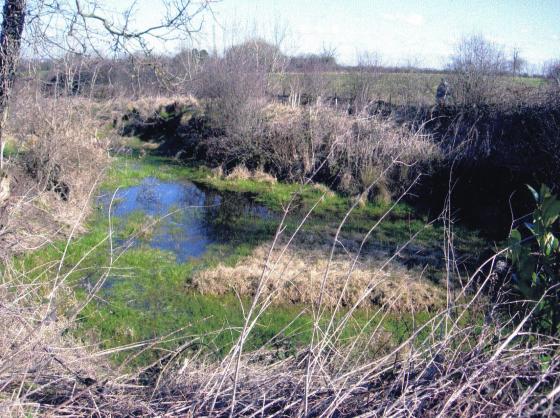 Site 213 Pond 29 Shalton Hough Pond at SK58041129. March 2005