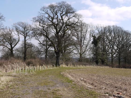 Site 214 Looking to South Hall Field Site 160 to the right. Site 219 Long Field to the left of the newly planted area. 6th April 2013